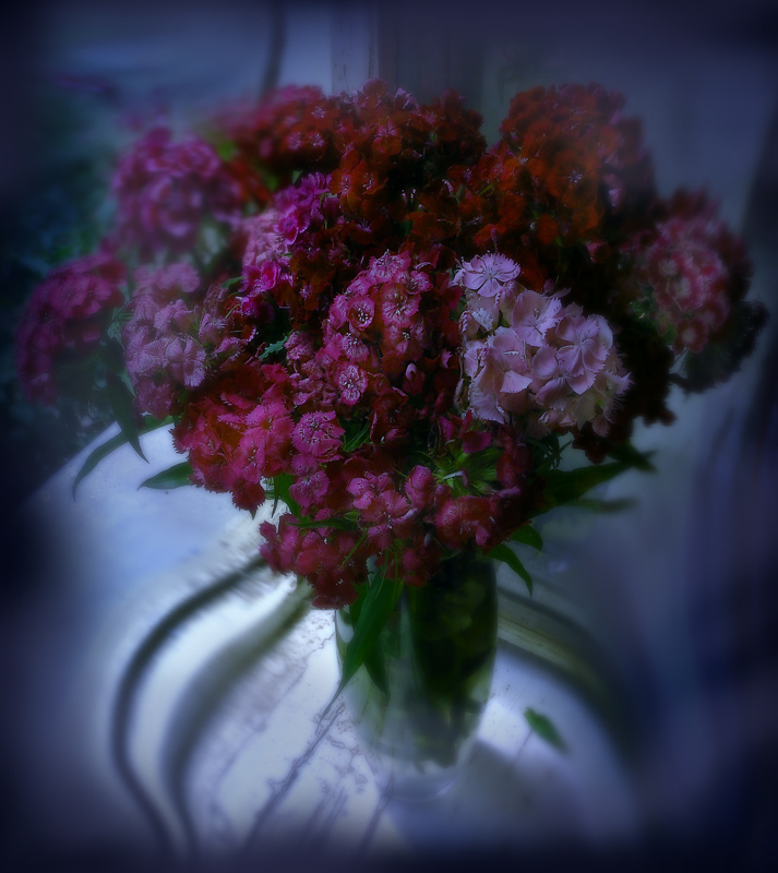 photo "dream" tags: nature, still life, flowers