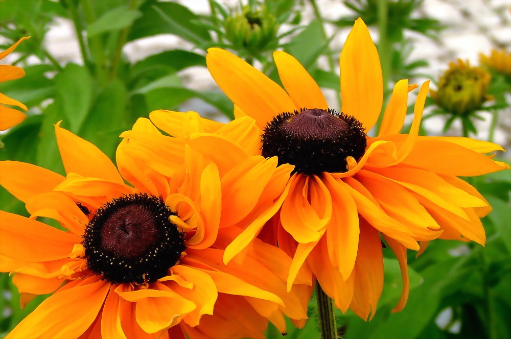 photo "Orange" tags: nature, macro and close-up, flowers