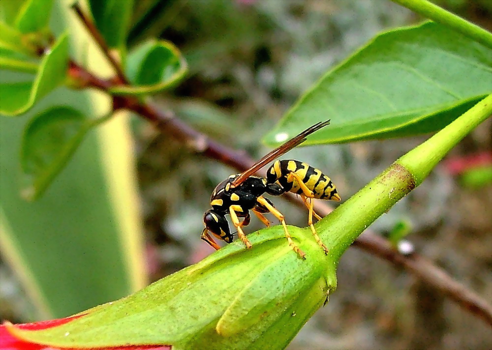 photo "Be on flower" tags: nature, macro and close-up, insect