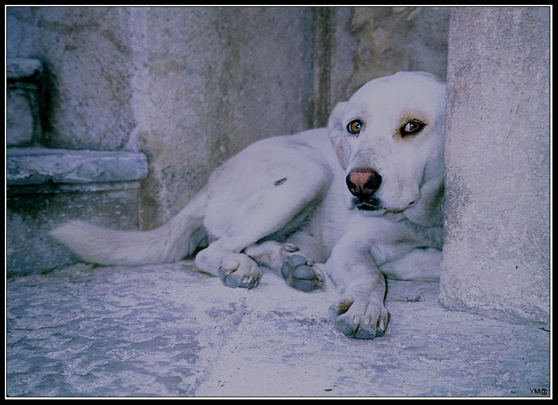 photo "Dog from Palermo" tags: travel, Europe