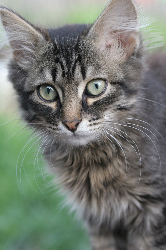 photo "Обыкновенный котенок" tags: nature, pets/farm animals