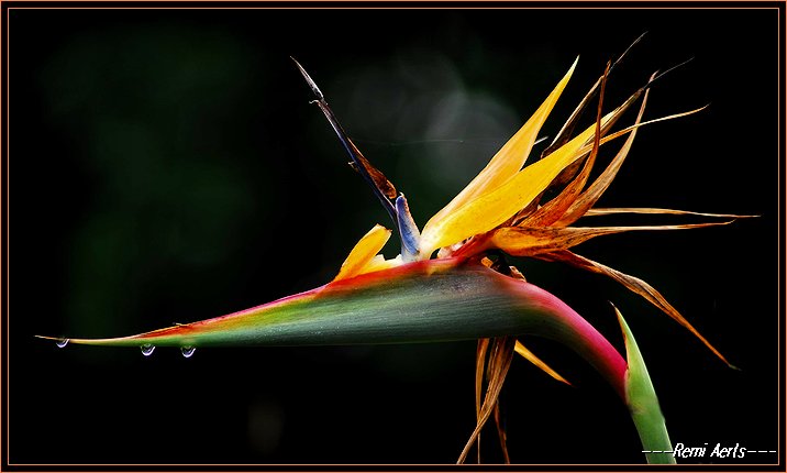 фото "after the rain" метки: природа, макро и крупный план, цветы