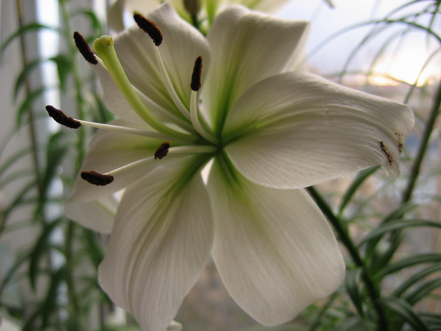 photo "***" tags: nature, macro and close-up, flowers