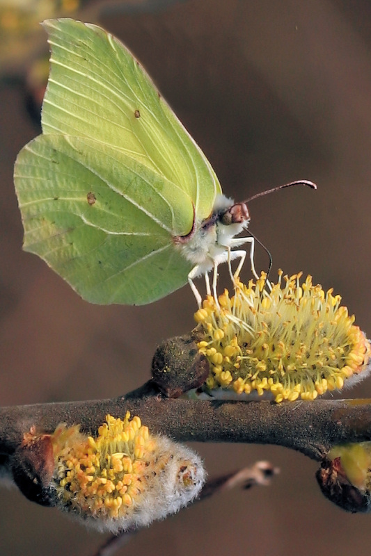 фото "Gonopteryx rhamni" метки: природа, макро и крупный план, насекомое