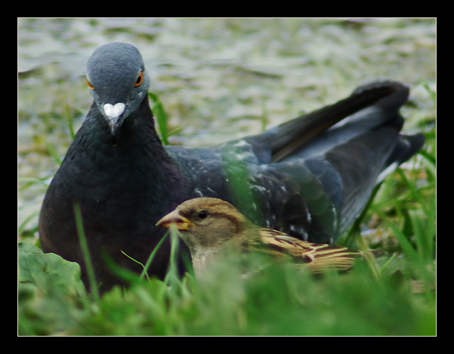 photo "... You so believe, a dear sparrow?" tags: nature, 