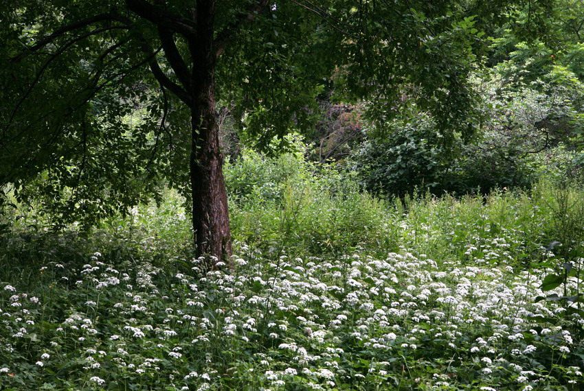 photo "White night" tags: landscape, nature, flowers, night