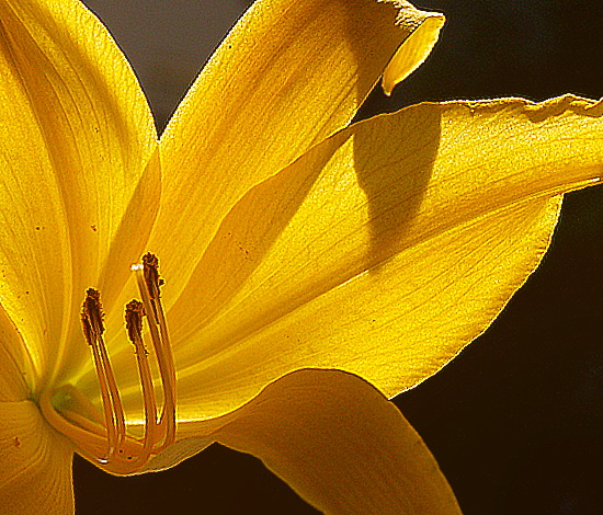 photo "The Yellow Flower..." tags: nature, flowers