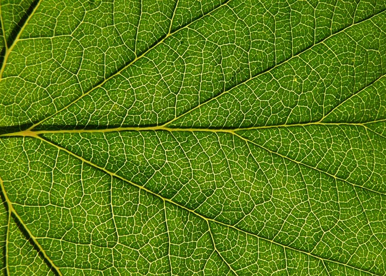 photo "***" tags: genre, macro and close-up, 