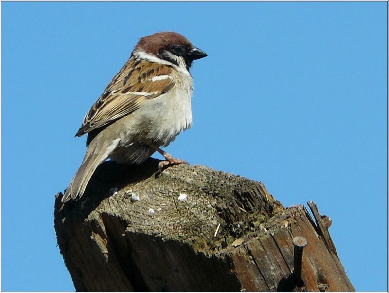 photo "Aviator" tags: macro and close-up, nature, wild animals