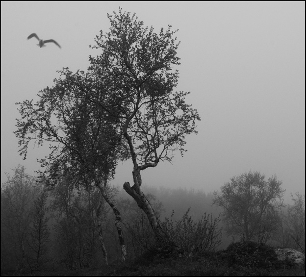 photo "***" tags: landscape, forest