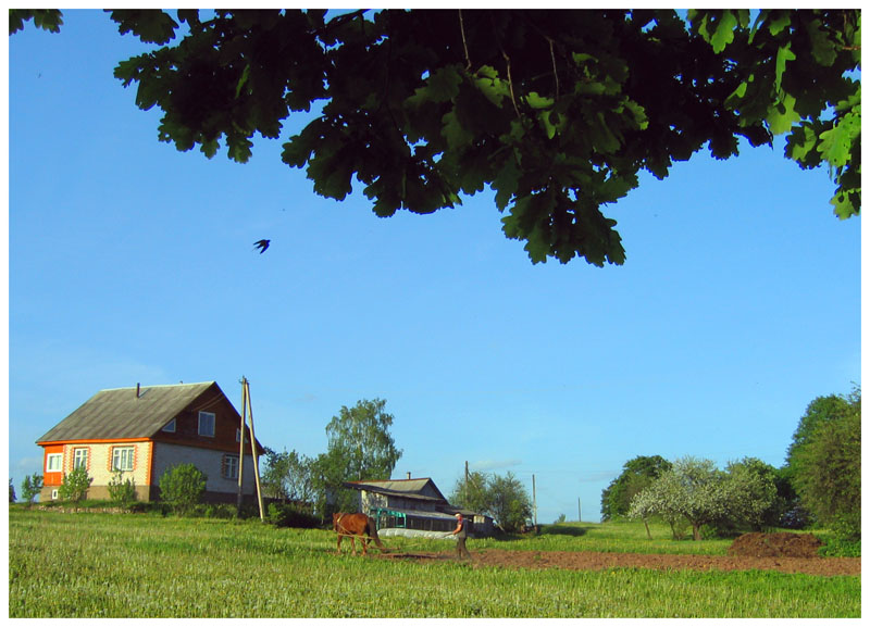 photo "Swallow over tillage" tags: landscape, summer