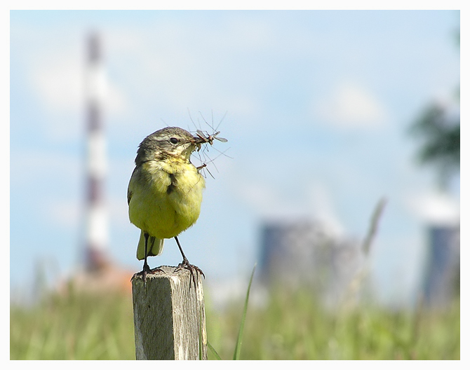 photo "Yellow wagtail" tags: nature, wild animals
