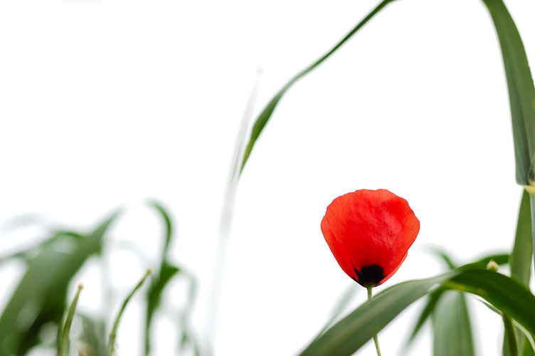 photo "Poppy Flower" tags: nature, flowers