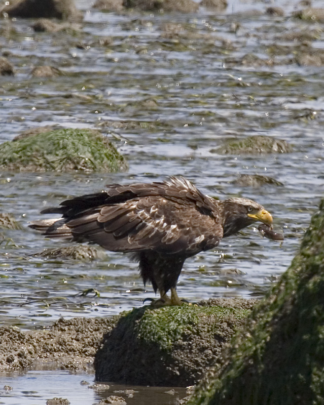 photo "***" tags: nature, wild animals