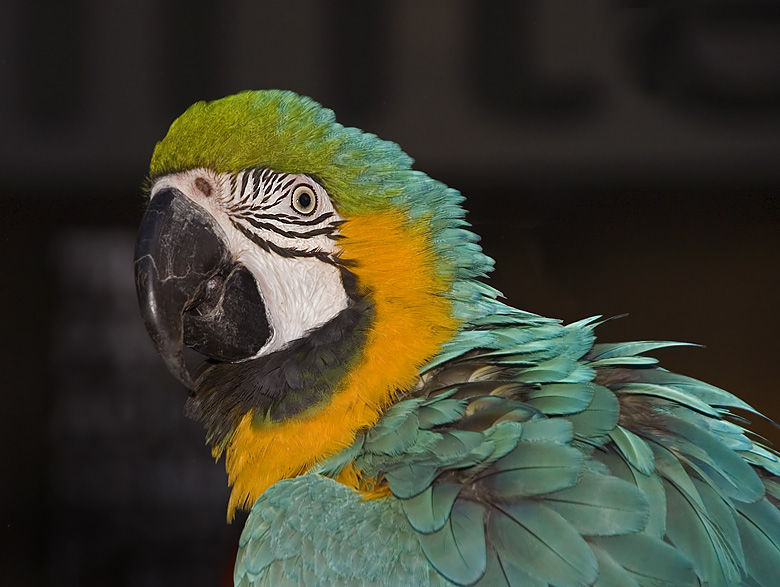 photo "...и зеленый попугай!" tags: nature, wild animals