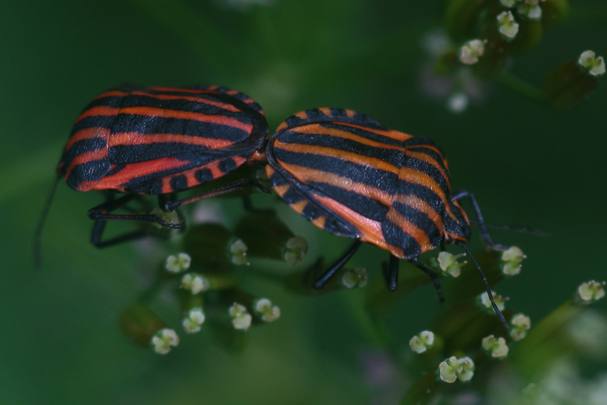 photo "***" tags: nature, macro and close-up, insect