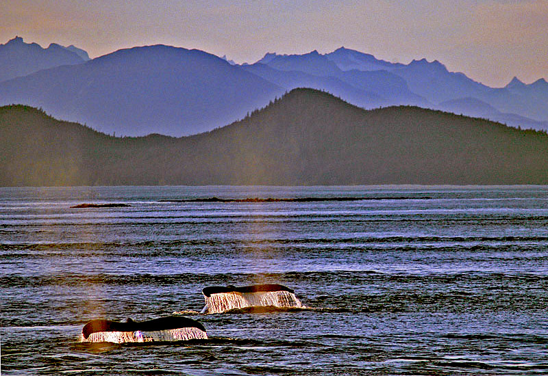 фото "Whale Tails" метки: природа, дикие животные