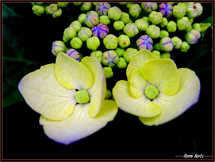 photo "flowers for friends" tags: nature, macro and close-up, flowers