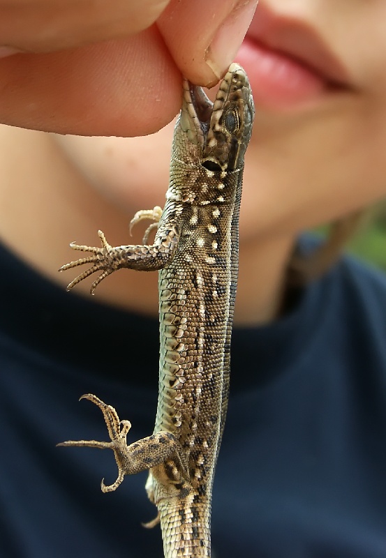 photo "The malicious lizard" tags: nature, macro and close-up, wild animals