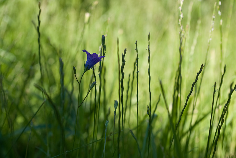 фото "фиолетовый цветок" метки: природа, цветы