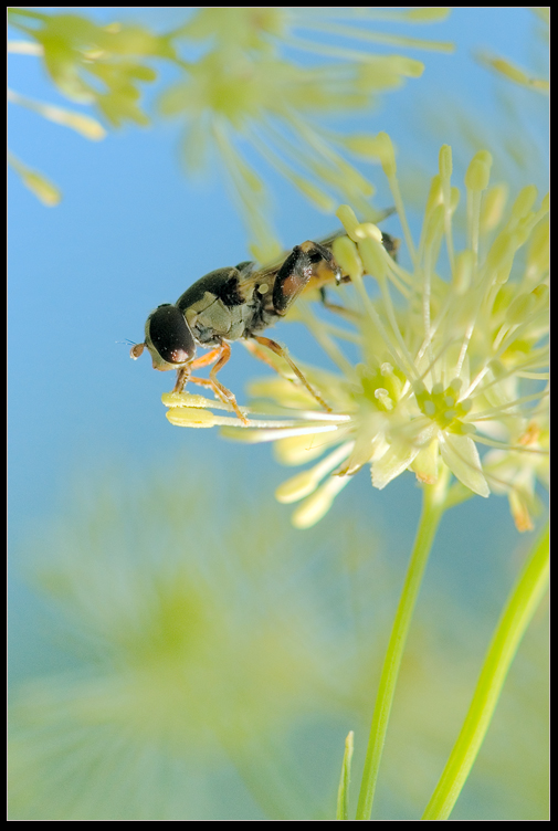 photo "***" tags: macro and close-up, nature, insect