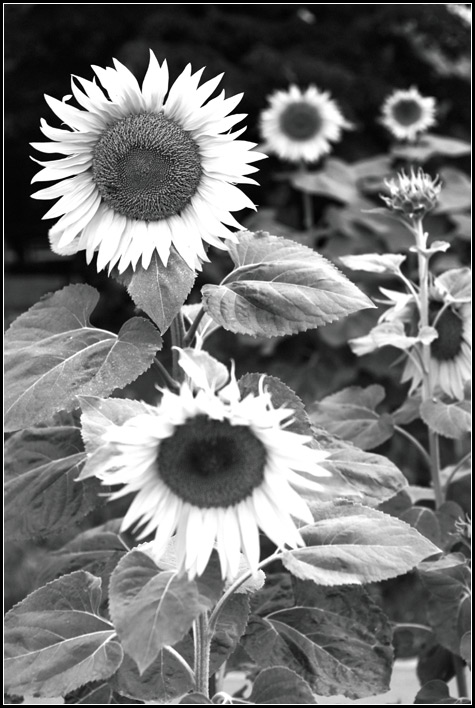 photo "***" tags: nature, black&white, flowers