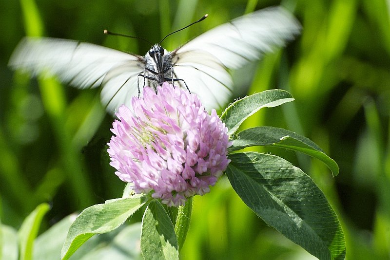 photo "***" tags: nature, flowers, insect