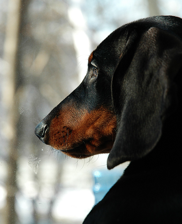 photo "***" tags: nature, pets/farm animals