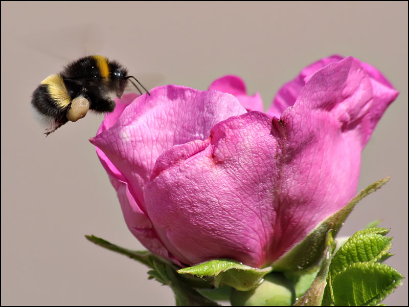 photo "***" tags: macro and close-up, nature, insect