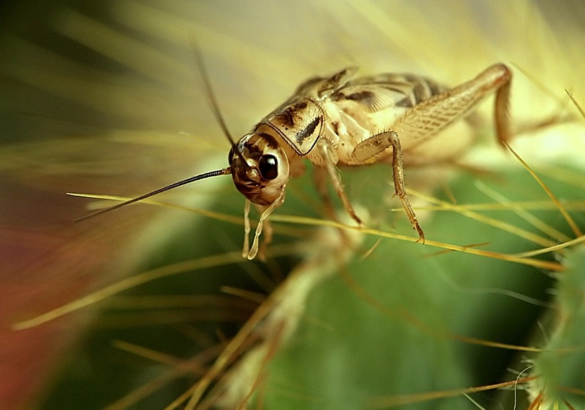 photo "Cricket" tags: macro and close-up, 