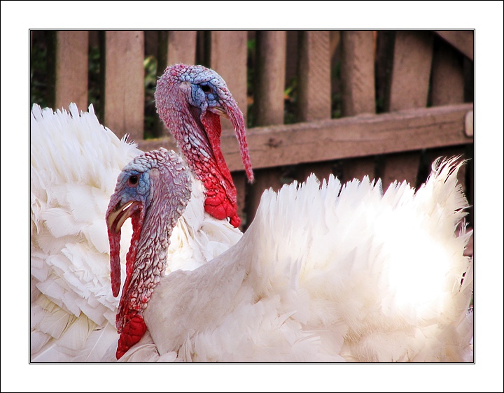 photo "white turkeys" tags: nature, pets/farm animals
