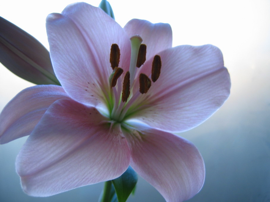 photo "***" tags: nature, flowers