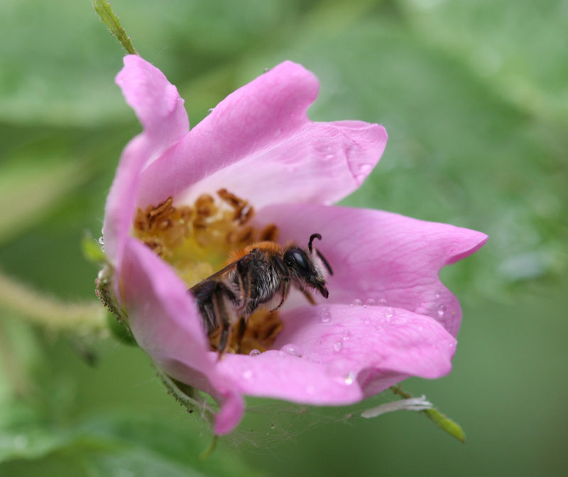 photo "***" tags: nature, insect