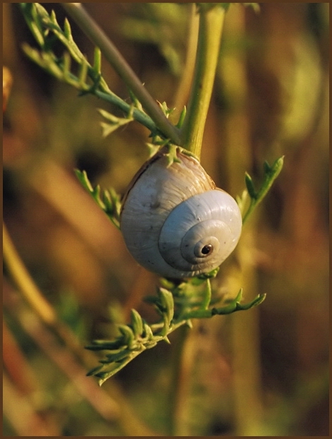 photo "Snail"s  house" tags: nature, macro and close-up, insect