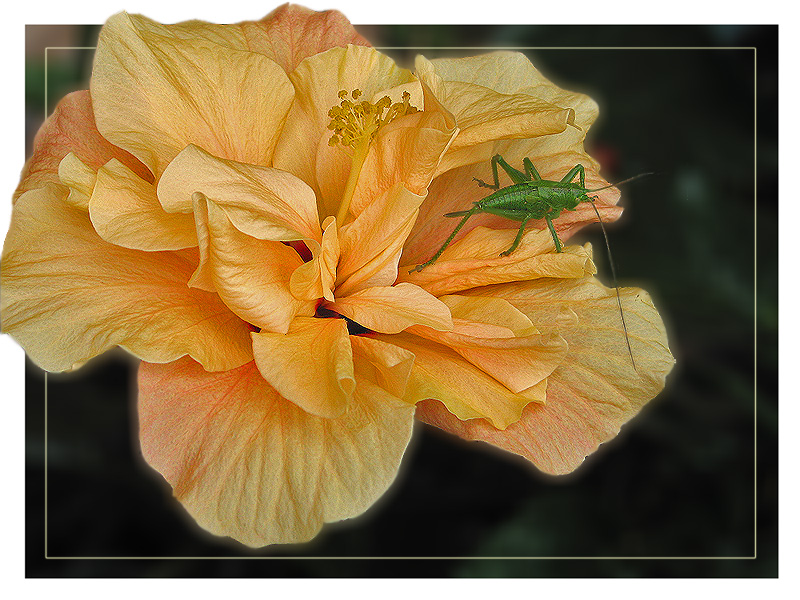 photo "Orange And Green" tags: nature, flowers, insect