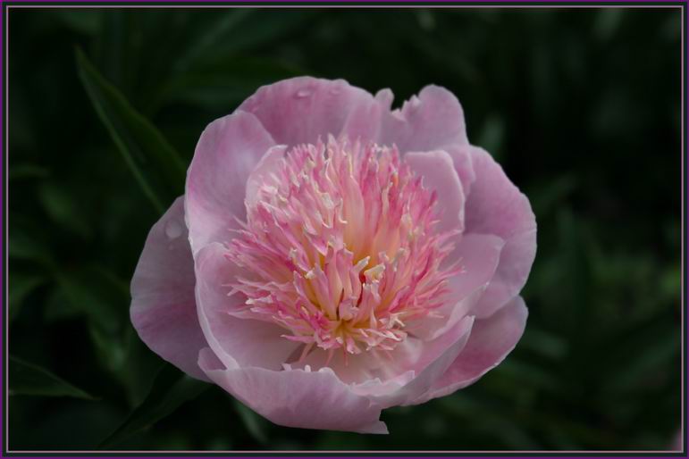 photo "***" tags: macro and close-up, nature, flowers