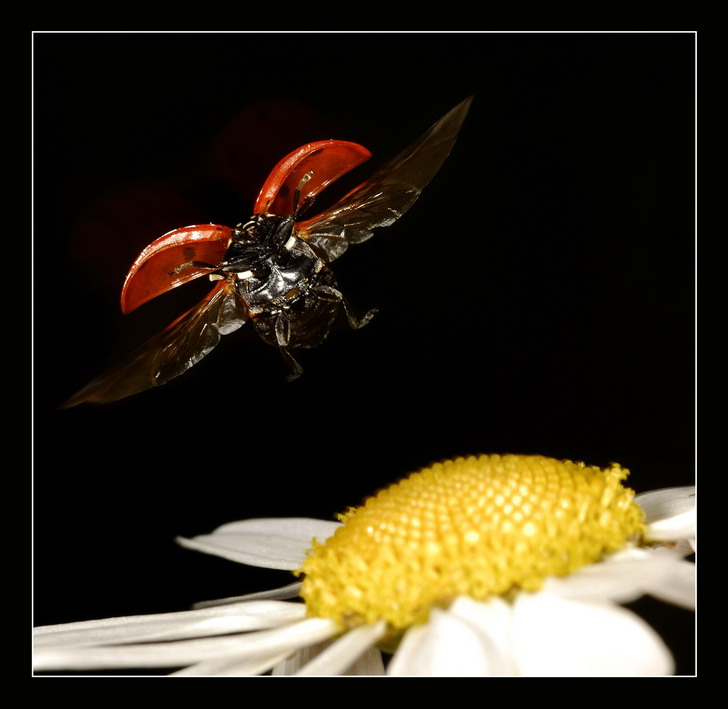 photo "***" tags: macro and close-up, nature, insect