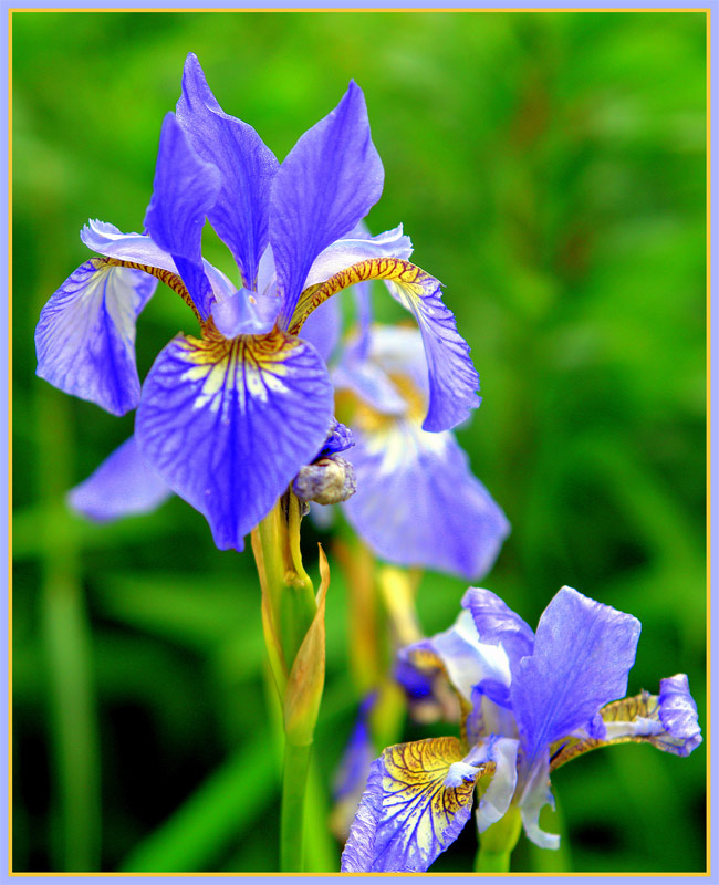 Как повысить звездность в ирисе. Нежные ирисы. Ирис полевой. Ирис сибирский блю кинг. Ирис узколистный.