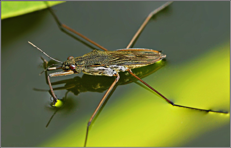 photo "Painter :)" tags: macro and close-up, nature, insect