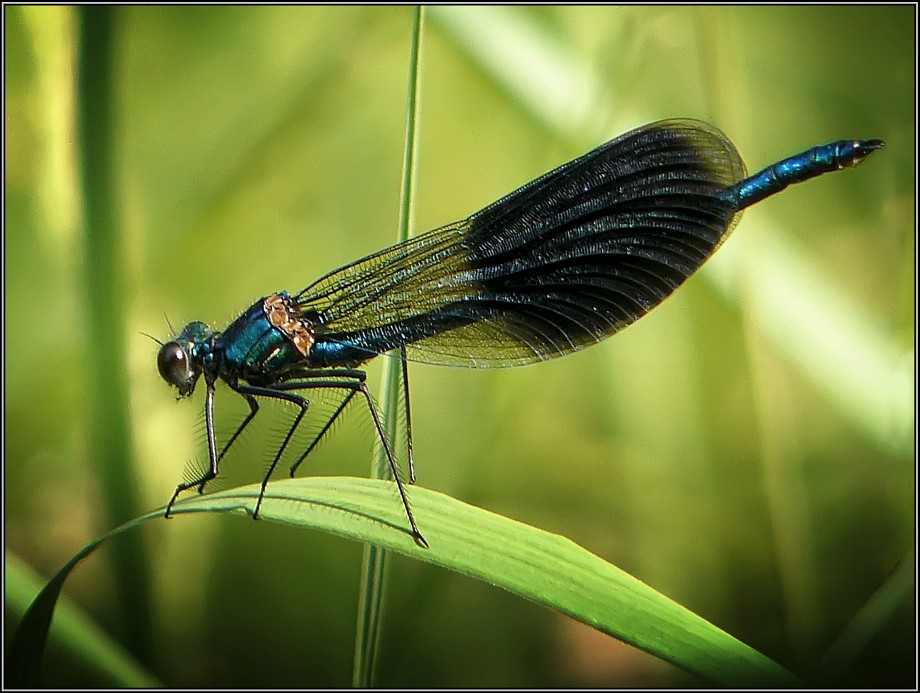 фото "Красотка блестящая" метки: макро и крупный план, природа, насекомое