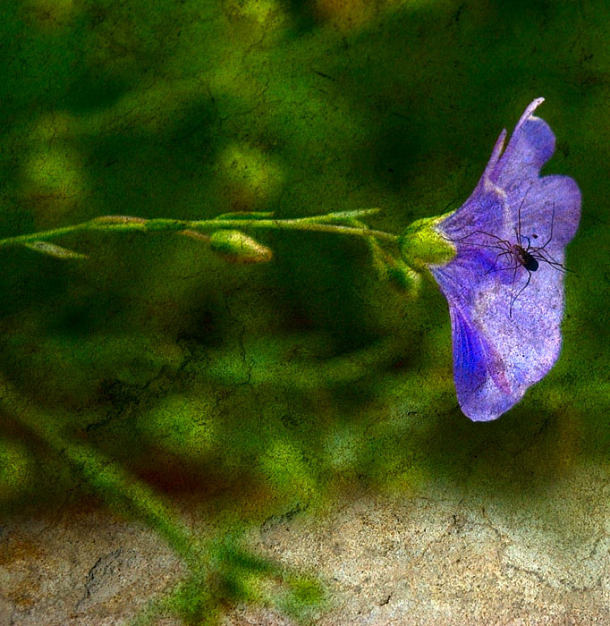 photo "***" tags: nature, montage, flowers