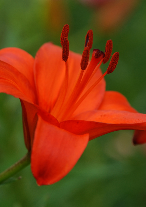 photo "Orange" tags: nature, macro and close-up, flowers