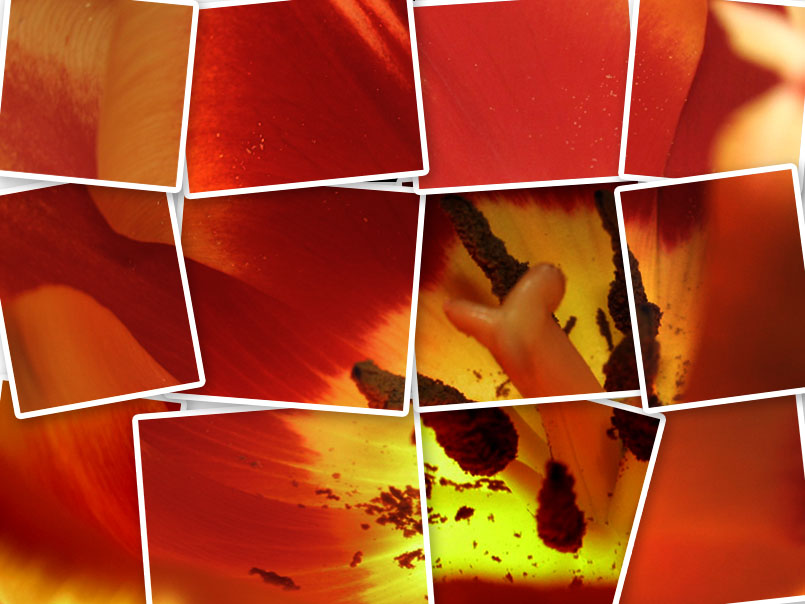 photo "tulip" tags: montage, nature, flowers