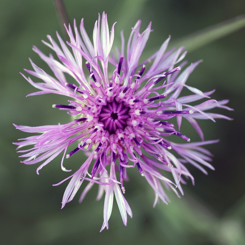 photo "***" tags: nature, macro and close-up, flowers