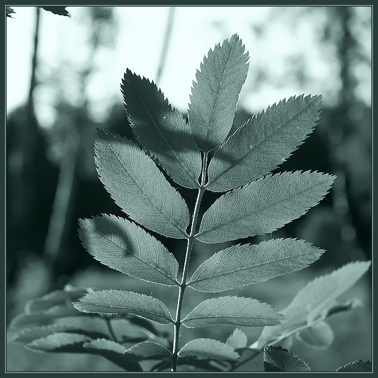 photo "Green simplicity" tags: nature, flowers