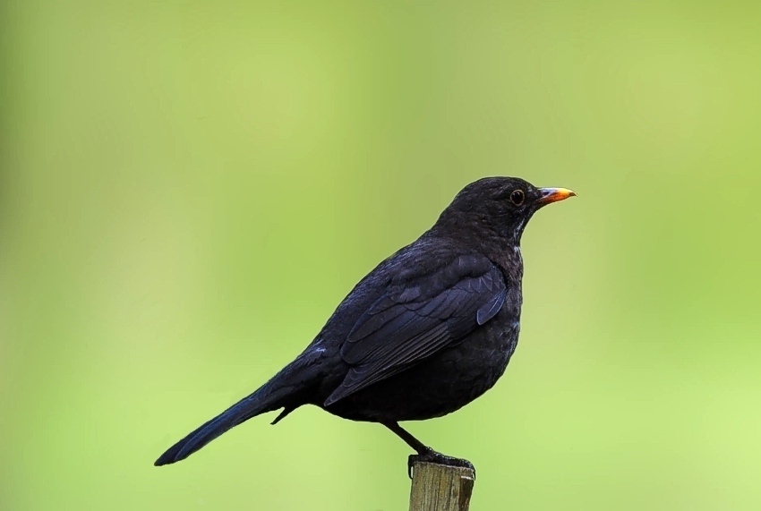 photo "blackbird" tags: nature, wild animals