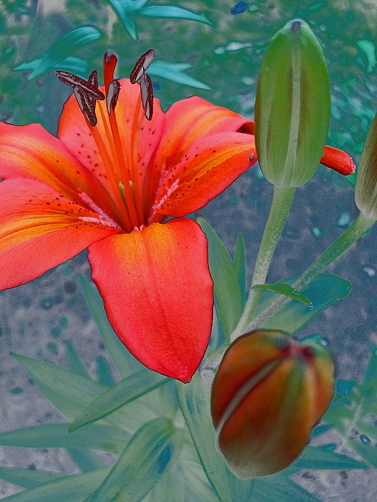 photo "***" tags: nature, macro and close-up, flowers