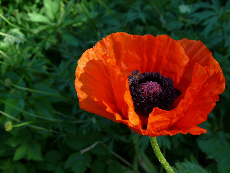 photo "***" tags: nature, flowers