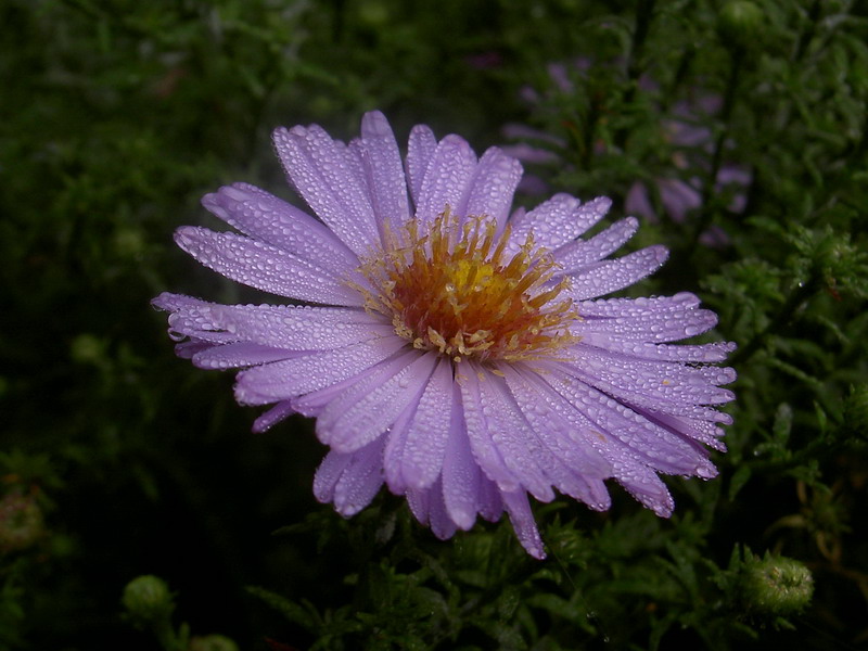 photo "***" tags: macro and close-up, nature, flowers