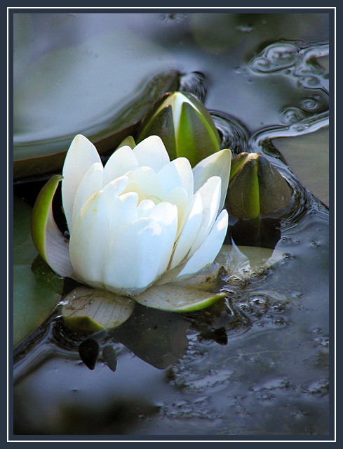 photo "White lily" tags: nature, flowers